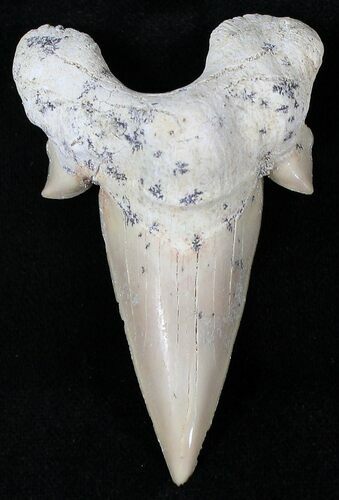 Well Preserved Otodus Shark Tooth Fossil #21738